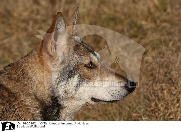 Saarloos Wolfhund / Saarloos Wolfhound / JH-05162
