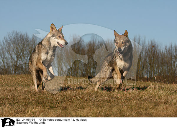 Saarloos Wolfhunde / Saarloos Wolfhounds / JH-05164
