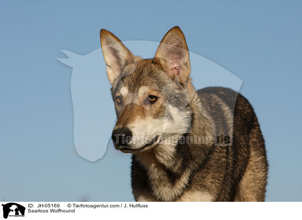 Saarloos Wolfhund / Saarloos Wolfhound / JH-05169