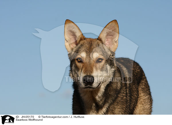 Saarloos Wolfhund / Saarloos Wolfhound / JH-05170