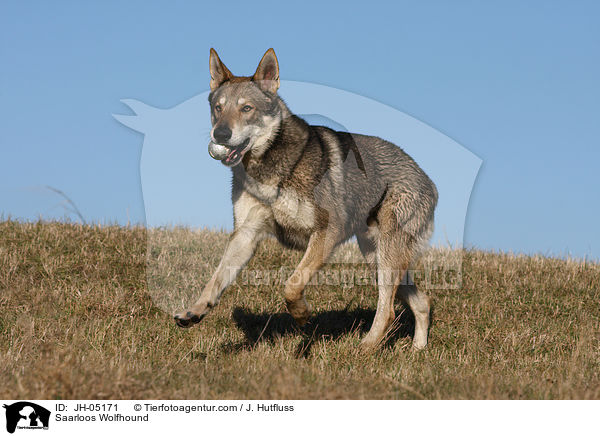 Saarloos Wolfhund / Saarloos Wolfhound / JH-05171