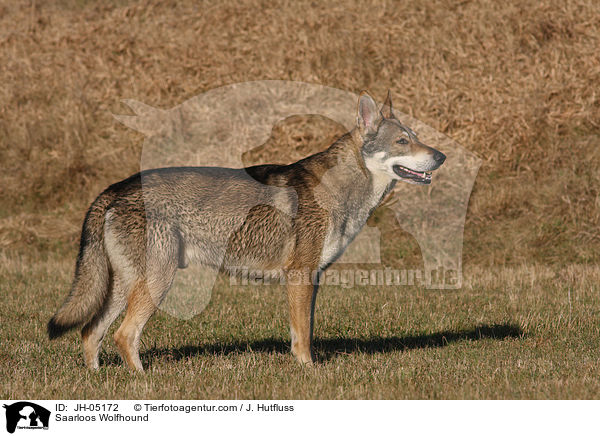 Saarloos Wolfhund / Saarloos Wolfhound / JH-05172
