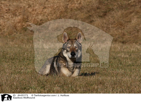 Saarloos Wolfhund / Saarloos Wolfhound / JH-05173