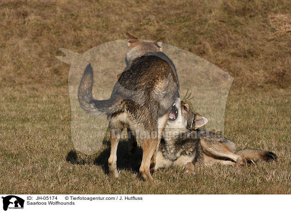 Saarloos Wolfhunde / Saarloos Wolfhounds / JH-05174