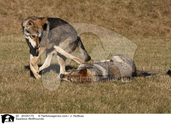 Saarloos Wolfhunde / Saarloos Wolfhounds / JH-05175