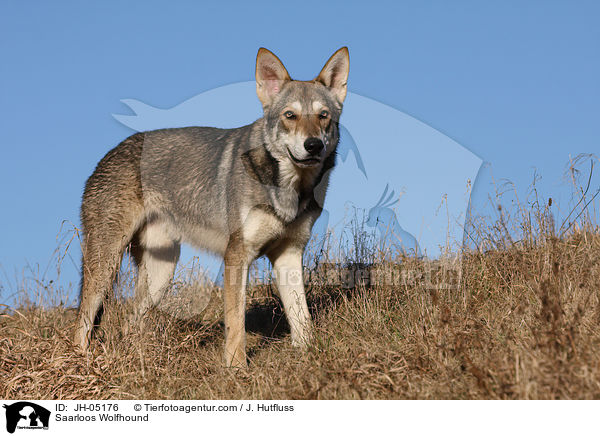 Saarloos Wolfhund / Saarloos Wolfhound / JH-05176