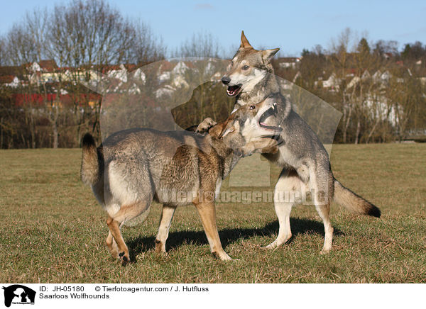 Saarloos Wolfhunde / Saarloos Wolfhounds / JH-05180