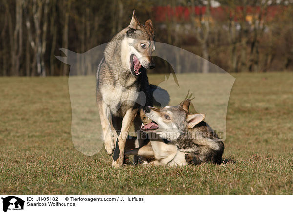 Saarloos Wolfhunde / Saarloos Wolfhounds / JH-05182