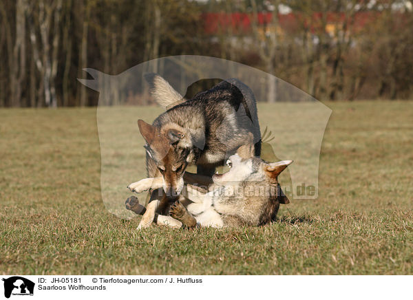 Saarloos Wolfhunde / Saarloos Wolfhounds / JH-05181