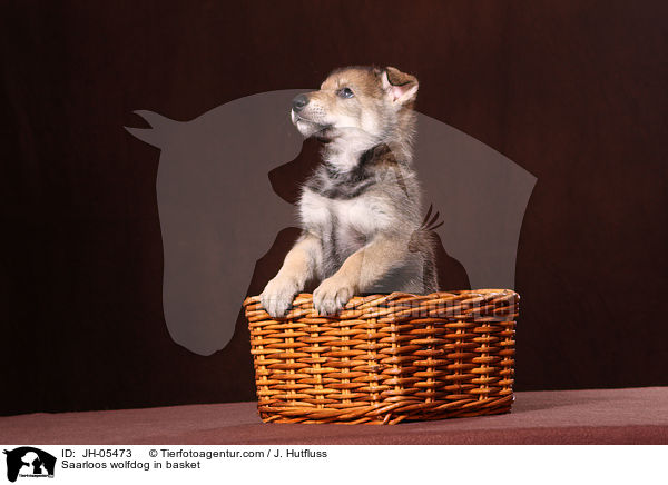 Saarloos Wolfhund im Krbchen / Saarloos wolfdog in basket / JH-05473