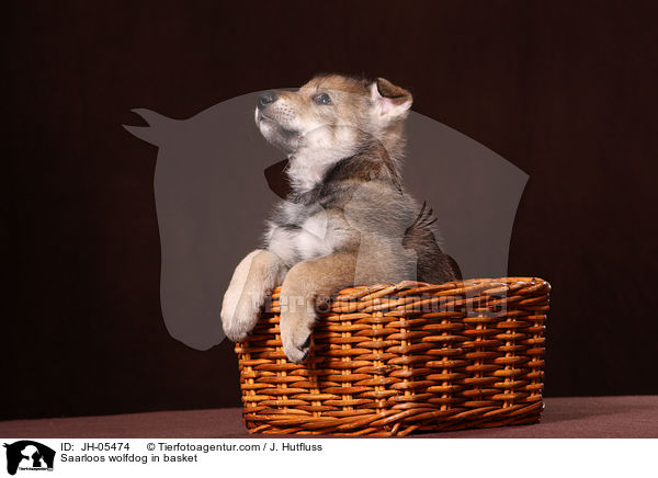 Saarloos Wolfhund im Krbchen / Saarloos wolfdog in basket / JH-05474