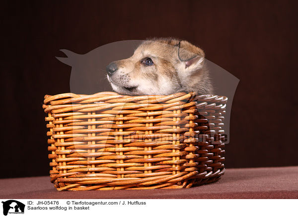 Saarloos Wolfhund im Krbchen / Saarloos wolfdog in basket / JH-05476