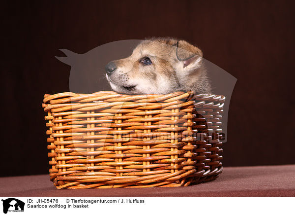 Saarloos Wolfhund im Krbchen / Saarloos wolfdog in basket / JH-05476
