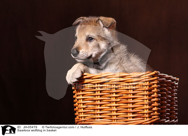 Saarloos Wolfhund im Krbchen / Saarloos wolfdog in basket / JH-05479
