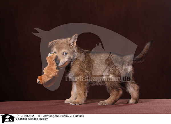 Saarloos Wolfhund Welpe / Saarloos wolfdog puppy / JH-05482