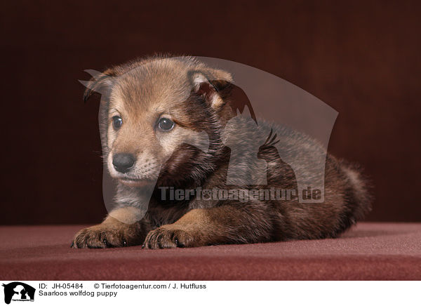 Saarloos Wolfhund Welpe / Saarloos wolfdog puppy / JH-05484