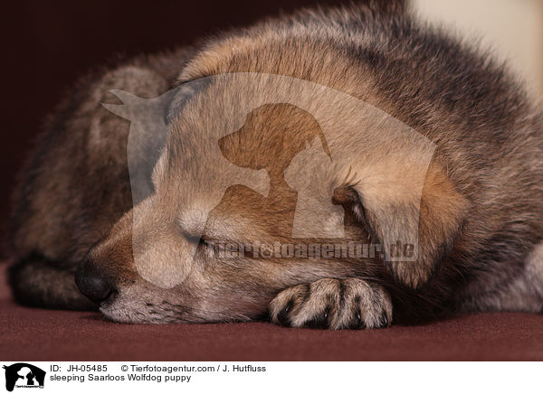 schlafender Saarloos Wolfhund Welpe / sleeping Saarloos Wolfdog puppy / JH-05485