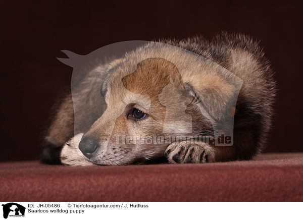 Saarloos Wolfhund Welpe / Saarloos wolfdog puppy / JH-05486