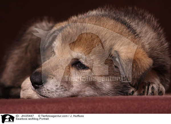 Saarloos Wolfhund Portrait / Saarloos wolfdog Portrait / JH-05487