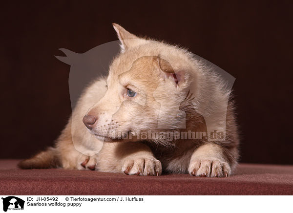 Saarloos Wolfhund Welpe / Saarloos wolfdog puppy / JH-05492