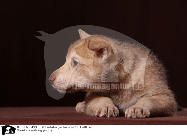 Saarloos Wolfhund Welpe / Saarloos wolfdog puppy / JH-05493
