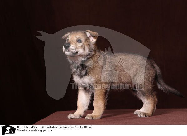 Saarloos Wolfhund Welpe / Saarloos wolfdog puppy / JH-05495