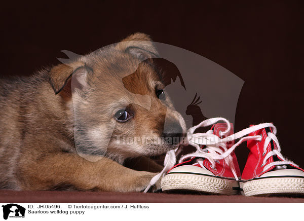 Saarloos Wolfhund Welpe / Saarloos wolfdog puppy / JH-05496