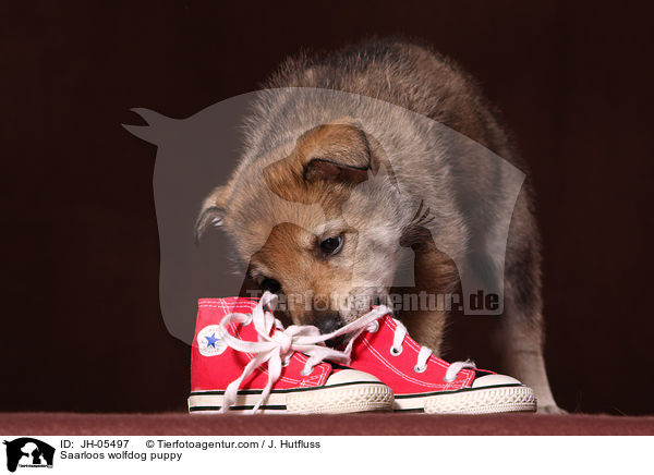 Saarloos Wolfhund Welpe / Saarloos wolfdog puppy / JH-05497