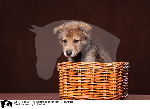 Saarloos Wolfhund im Krbchen / Saarloos wolfdog in basket / JH-05500