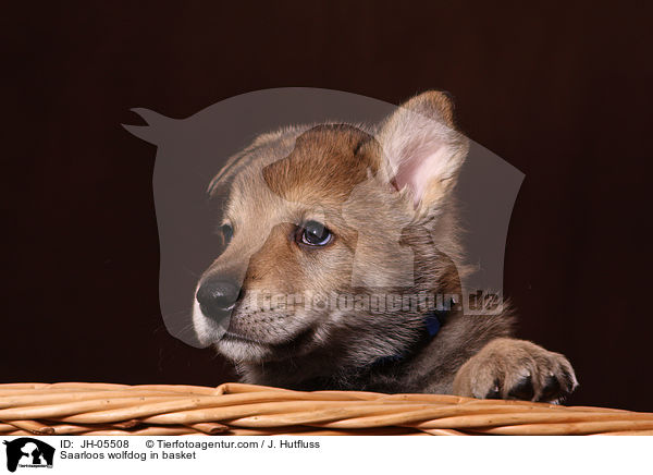 Saarloos Wolfhund im Krbchen / Saarloos wolfdog in basket / JH-05508
