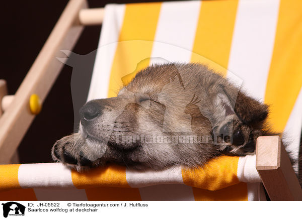 Saarloos Wolfhund auf Liegestuhl / Saarloos wolfdog at deckchair / JH-05522