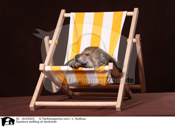 Saarloos Wolfhund auf Liegestuhl / Saarloos wolfdog at deckchair / JH-05523