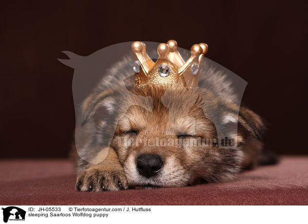 schlafender Saarloos Wolfhund Welpe / sleeping Saarloos Wolfdog puppy / JH-05533