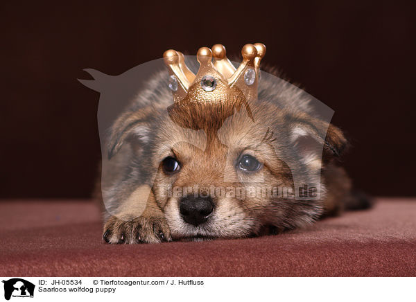 Saarloos Wolfhund Welpe / Saarloos wolfdog puppy / JH-05534