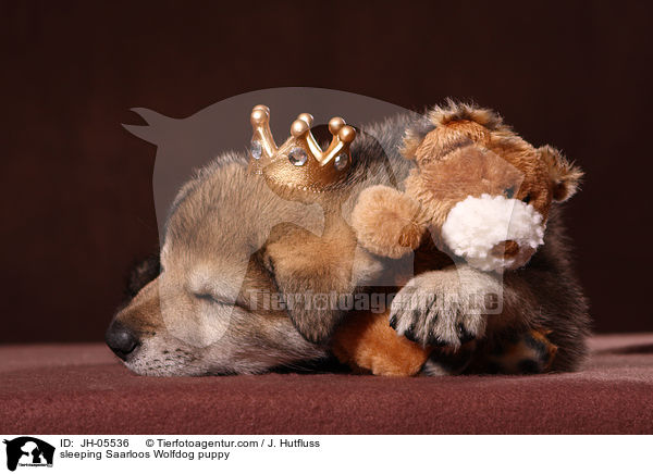 schlafender Saarloos Wolfhund Welpe / sleeping Saarloos Wolfdog puppy / JH-05536