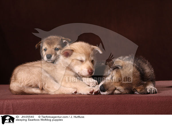 schlafende Saarloos Wolfhund Welpen / sleeping Saarloos Wolfdog puppies / JH-05540