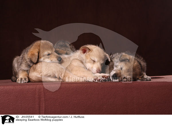 schlafende Saarloos Wolfhund Welpen / sleeping Saarloos Wolfdog puppies / JH-05541