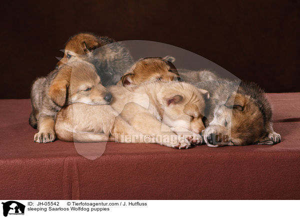 schlafende Saarloos Wolfhund Welpen / sleeping Saarloos Wolfdog puppies / JH-05542