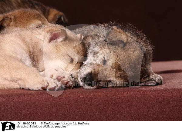 schlafende Saarloos Wolfhund Welpen / sleeping Saarloos Wolfdog puppies / JH-05543