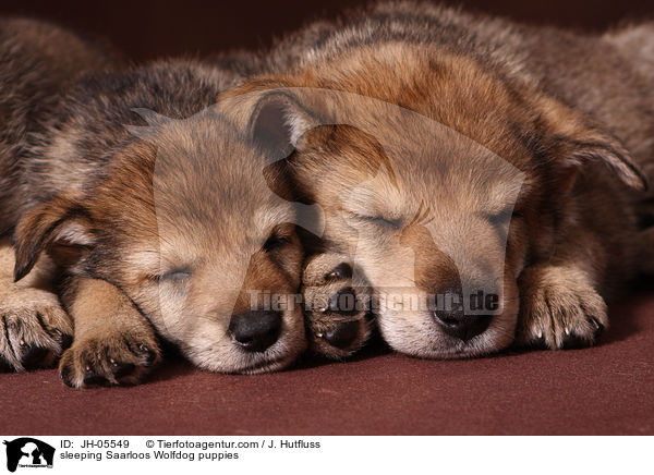 schlafende Saarloos Wolfhund Welpen / sleeping Saarloos Wolfdog puppies / JH-05549