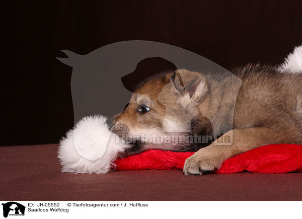 Saarloos Wolfhund / Saarloos Wolfdog / JH-05552