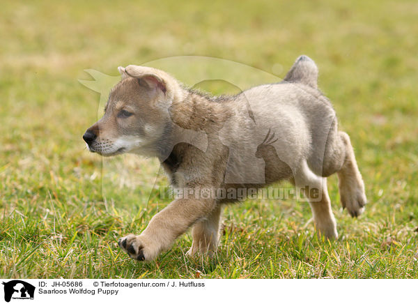 Saarloos Wolfhund Welpe / Saarloos Wolfdog Puppy / JH-05686