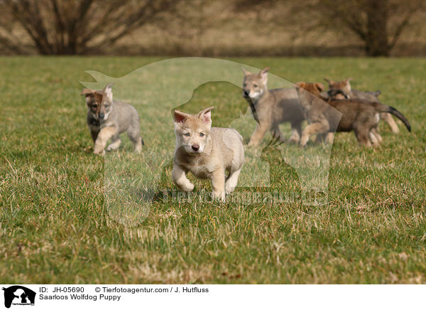 Saarloos Wolfhund Welpe / Saarloos Wolfdog Puppy / JH-05690