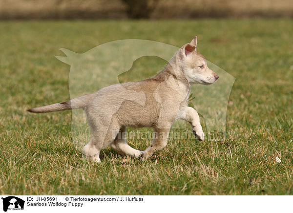 Saarloos Wolfhund Welpe / Saarloos Wolfdog Puppy / JH-05691