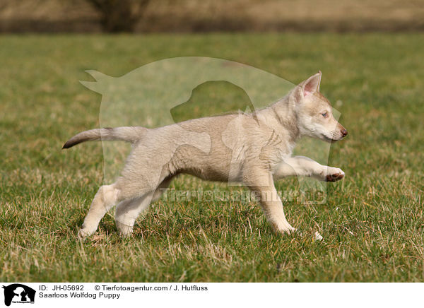 Saarloos Wolfhund Welpe / Saarloos Wolfdog Puppy / JH-05692