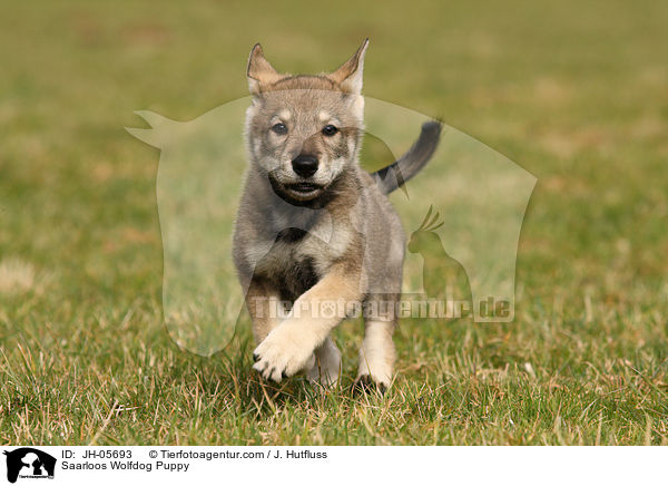 Saarloos Wolfhund Welpe / Saarloos Wolfdog Puppy / JH-05693