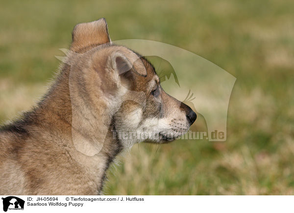 Saarloos Wolfhund Welpe / Saarloos Wolfdog Puppy / JH-05694