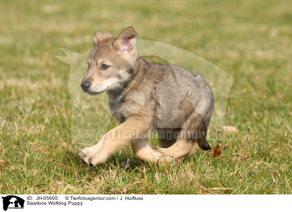 Saarloos Wolfhund Welpe / Saarloos Wolfdog Puppy / JH-05695