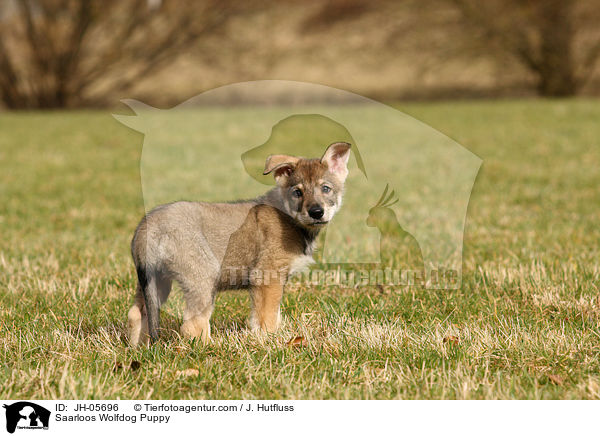 Saarloos Wolfhund Welpe / Saarloos Wolfdog Puppy / JH-05696
