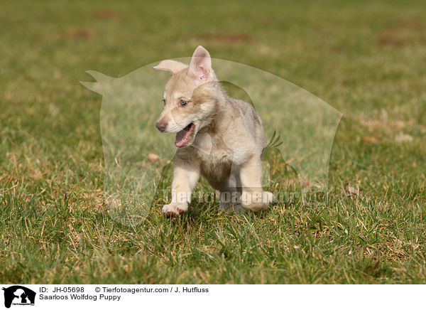 Saarloos Wolfhund Welpe / Saarloos Wolfdog Puppy / JH-05698